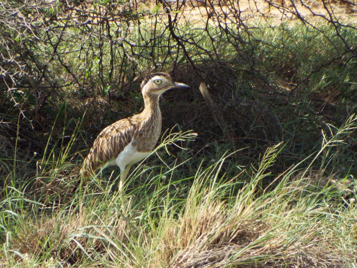Double-striped Thick-knee - ML639955098