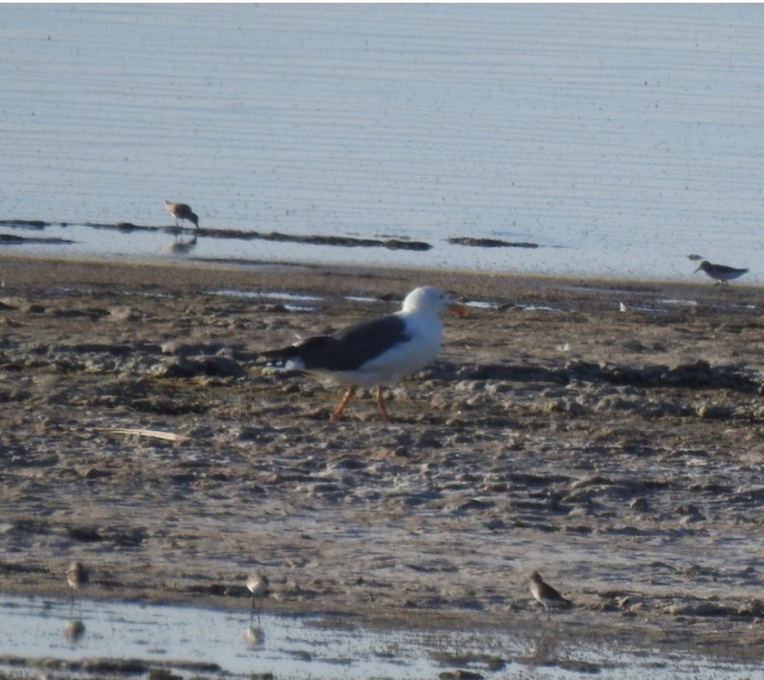 Yellow-footed Gull - ML639955259