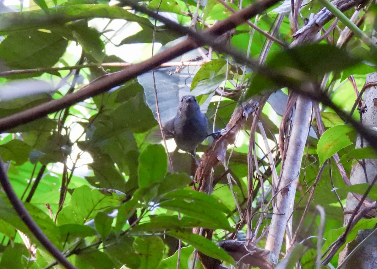 Willis's Antbird - ML639955287