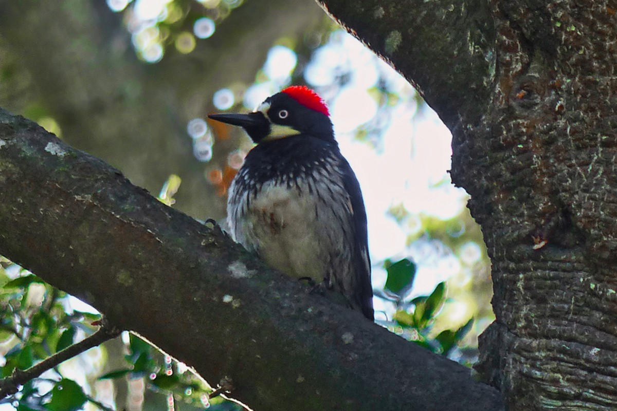 Acorn Woodpecker - ML639955373
