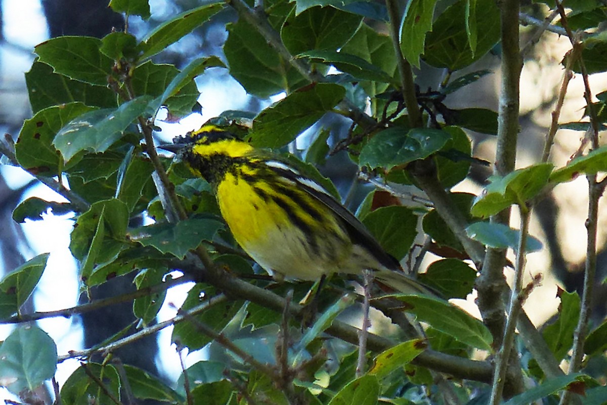 Townsend's Warbler - ML639955374