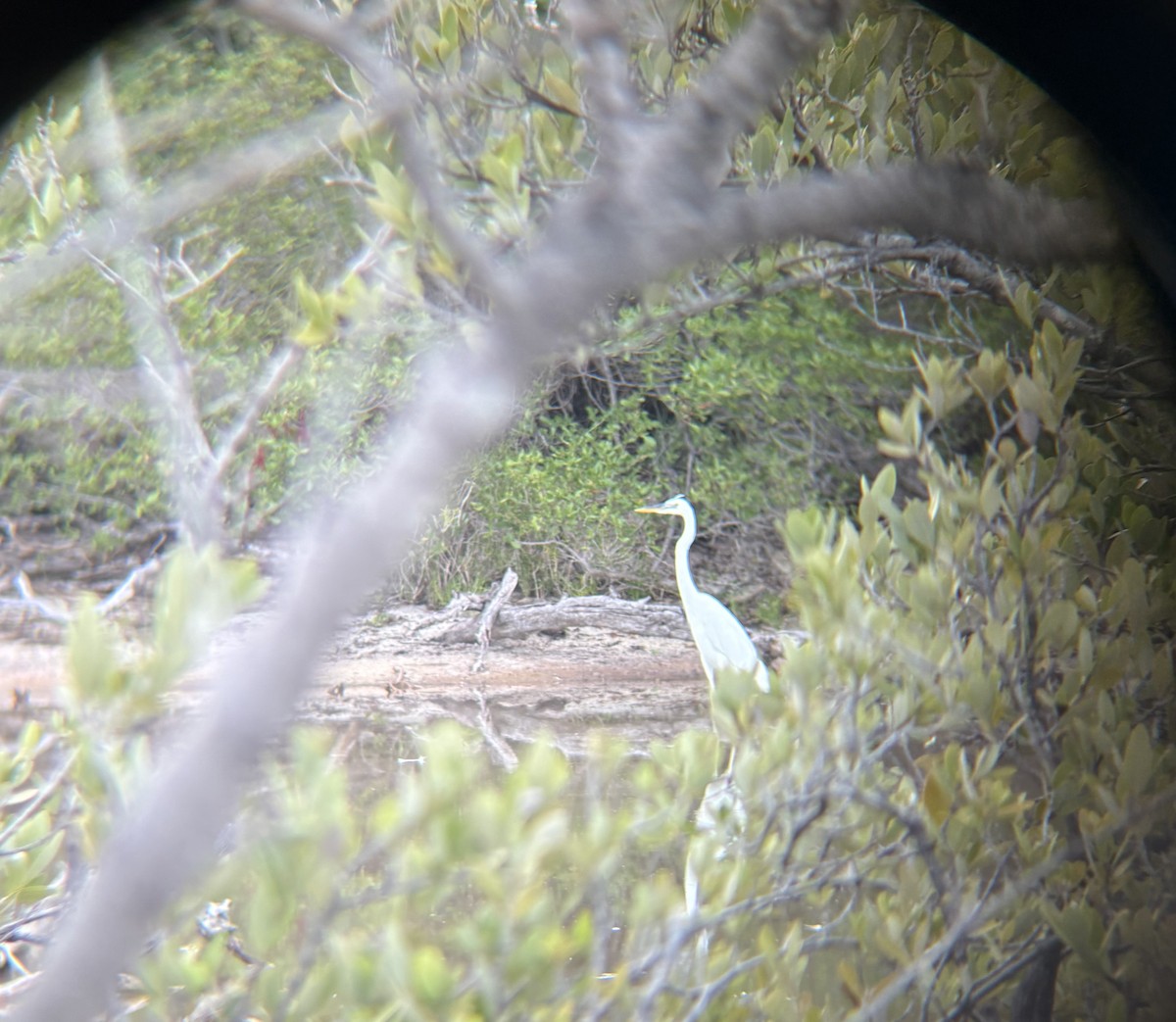 Great Blue Heron (Great White) - ML639955421