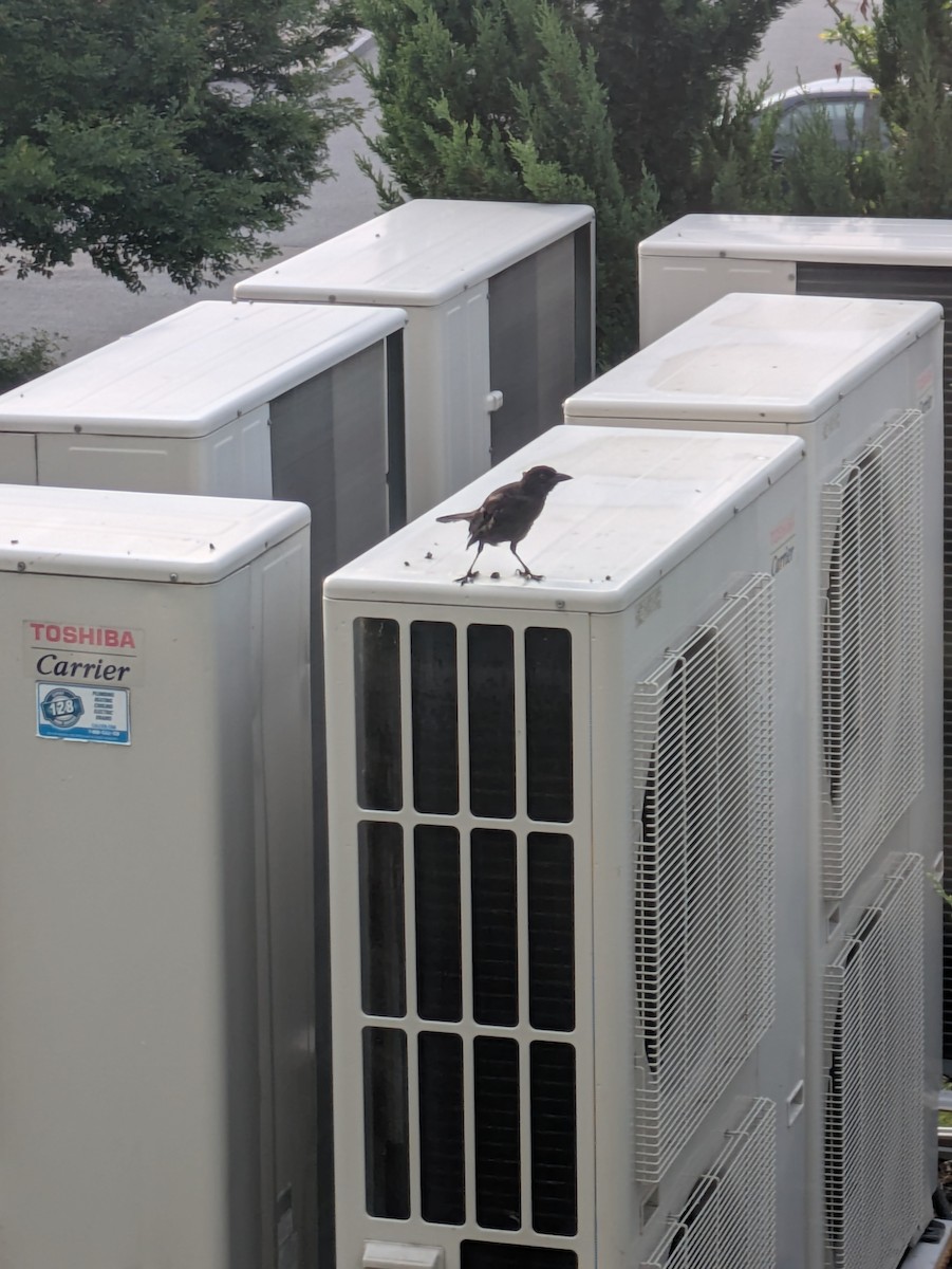 Brown-headed Cowbird - ML639955434