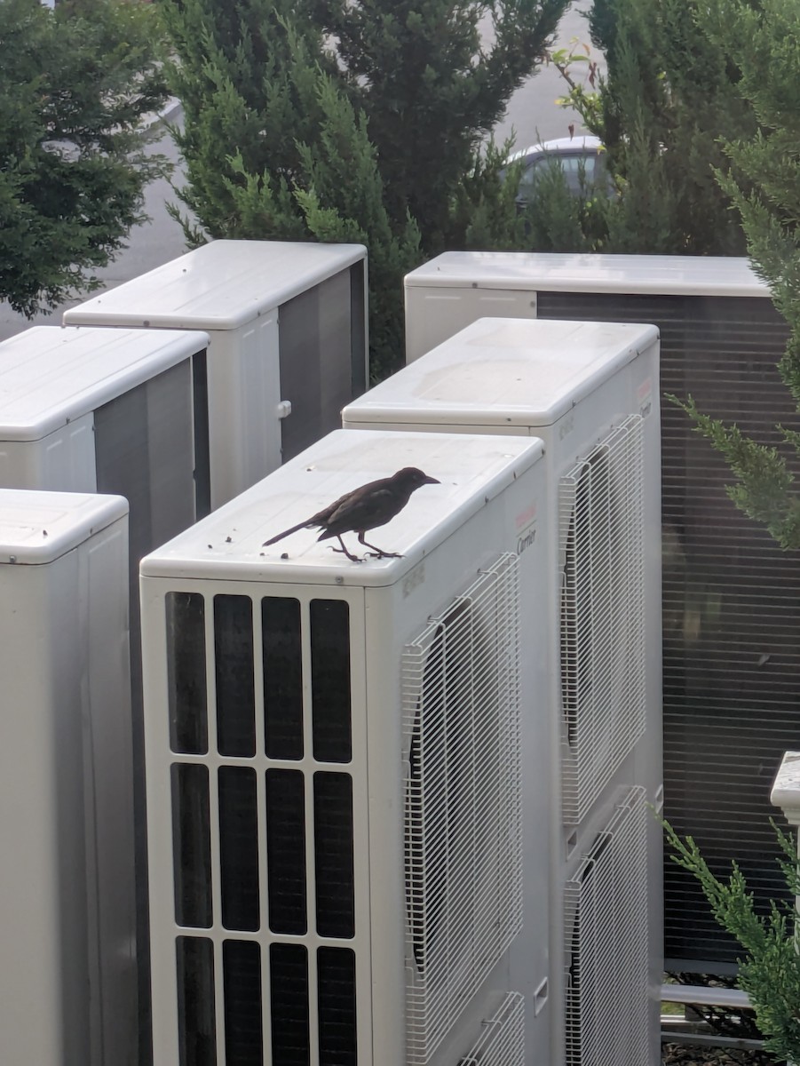 Brown-headed Cowbird - ML639955435