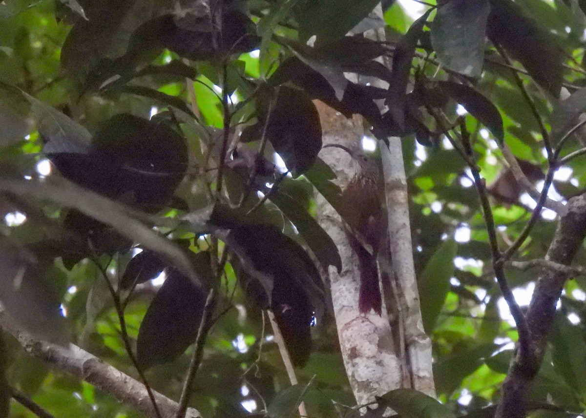 Tapajos Scythebill (Tapajos) - ML639955452