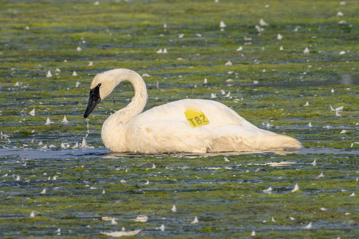 Trumpeter Swan - ML639955471
