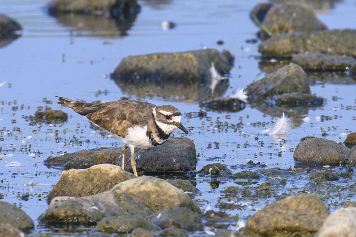 Killdeer - ML639955477