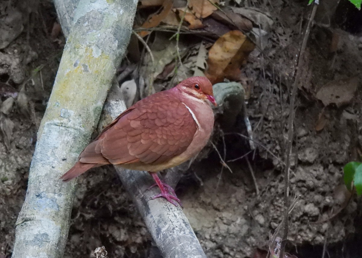 Ruddy Quail-Dove - ML639955488