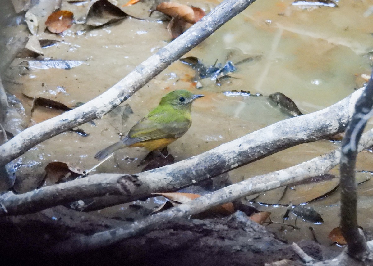 McConnell's Flycatcher - ML639955498
