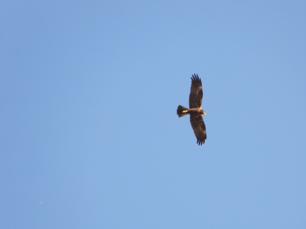 Western Marsh Harrier - ML639955510