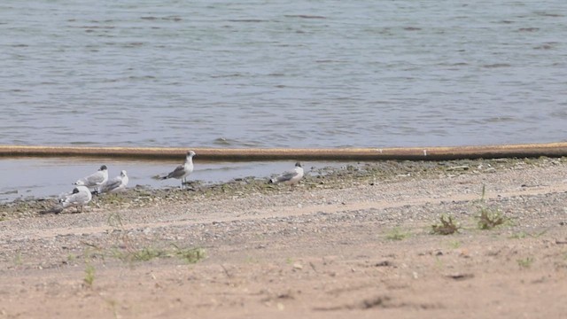 Franklin's Gull - ML639955514