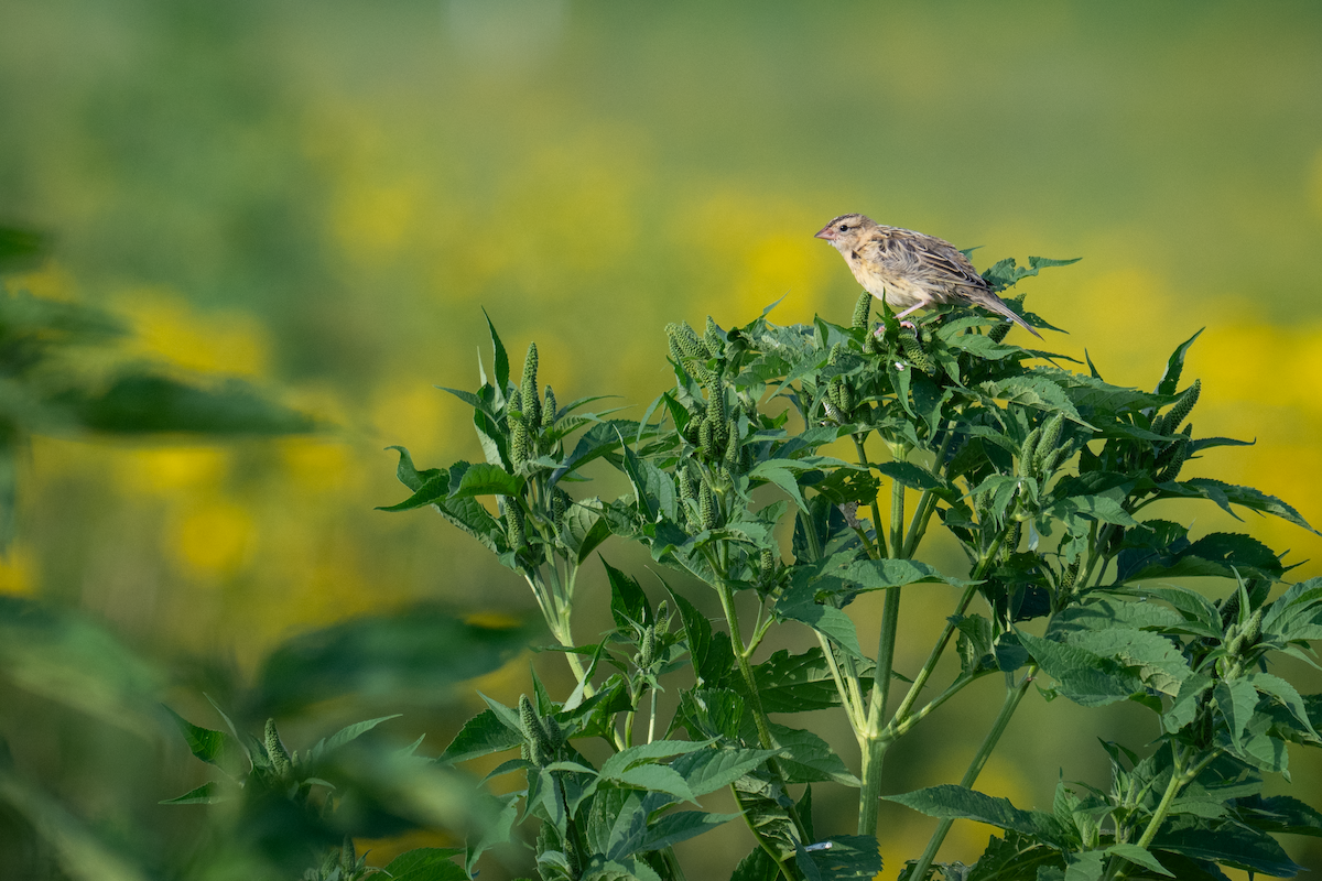 Bobolink - ML639955534
