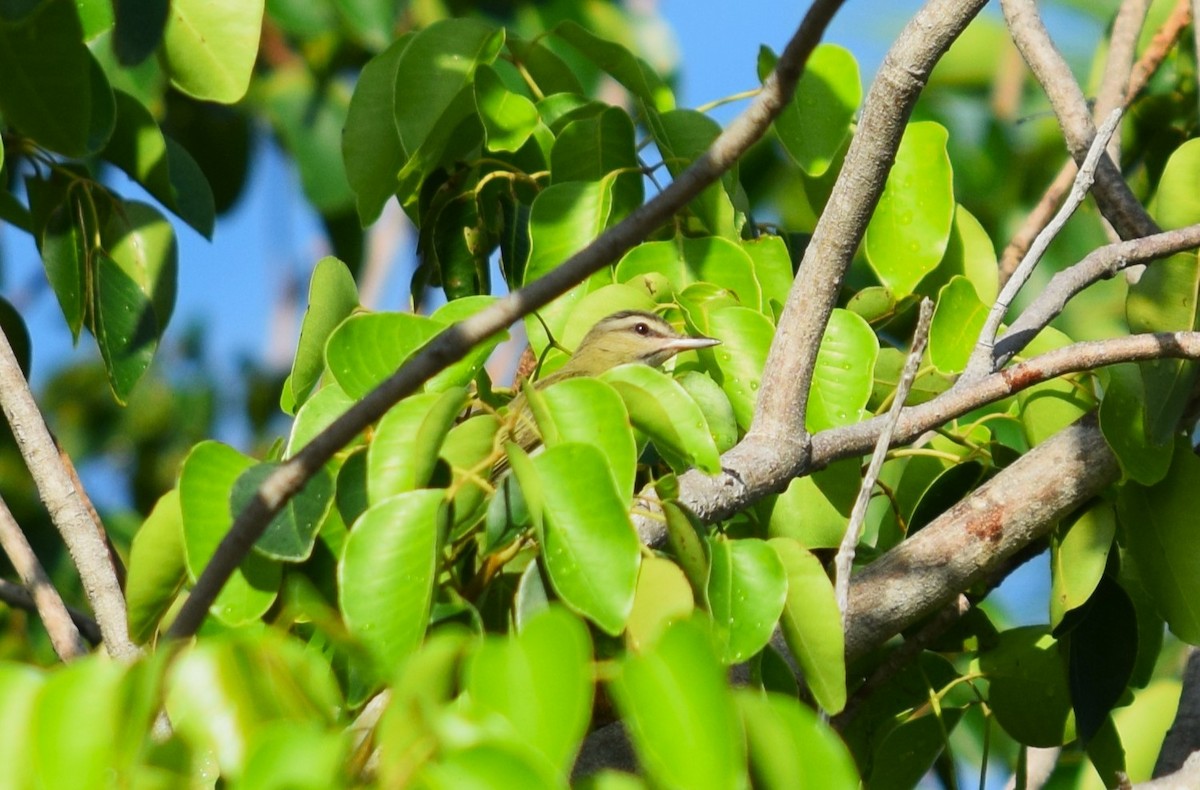 Black-whiskered Vireo - ML639955547