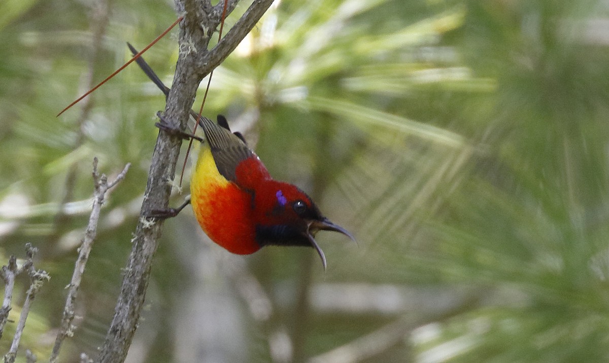 Mrs. Gould's Sunbird - ML63995561