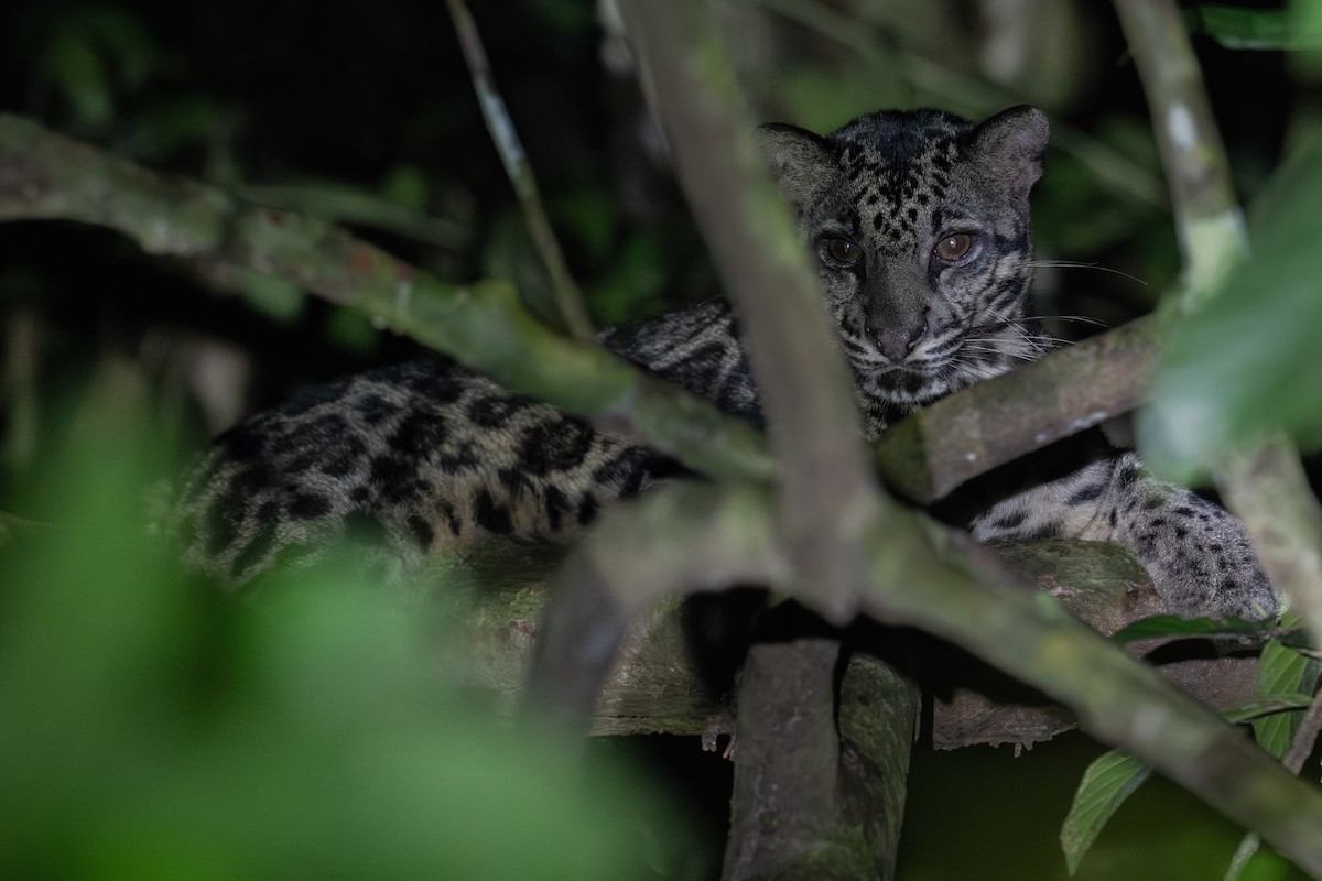 Sunda Clouded Leopard - ML639955638