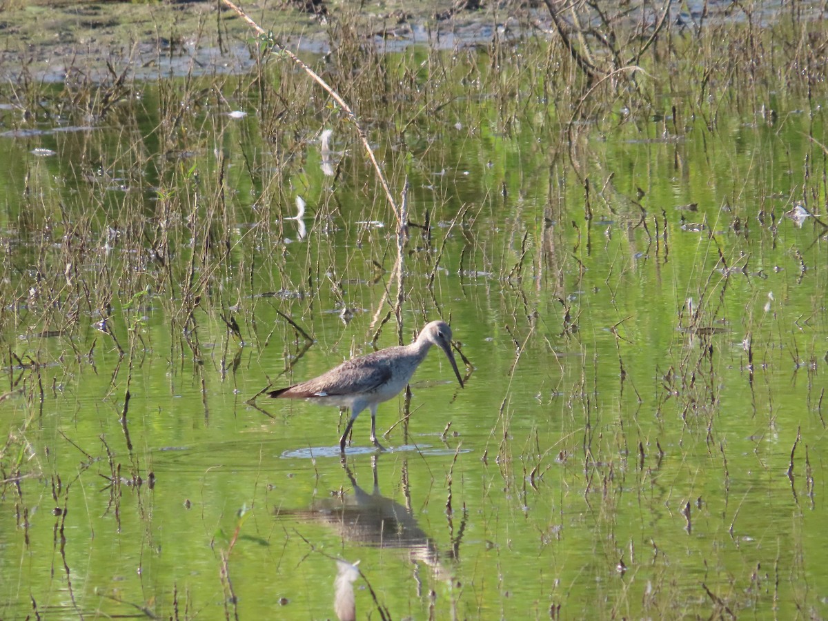 Willet - ML639955732