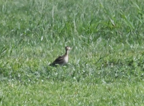 bartramie dlouhoocasá - ML639955780