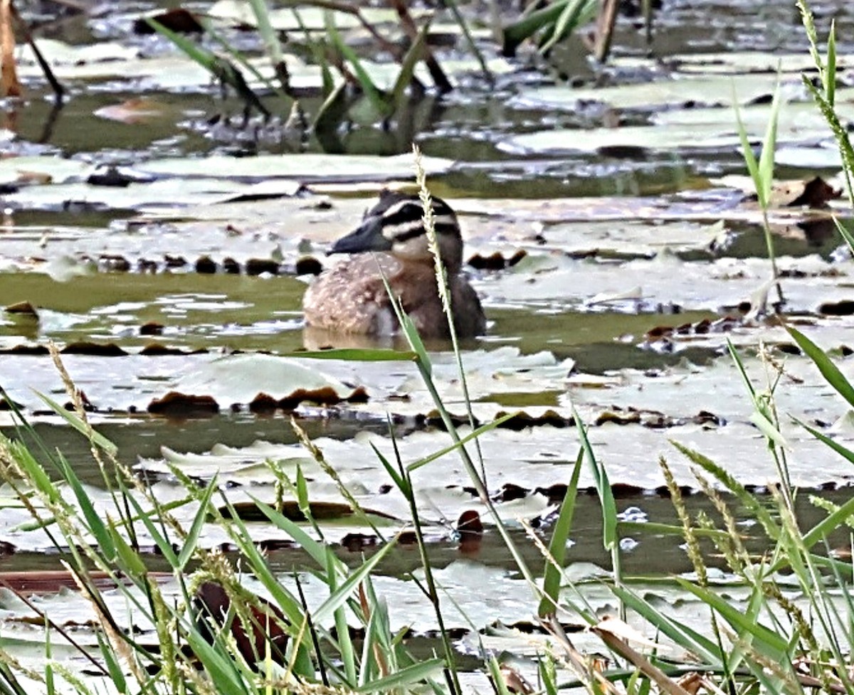 Masked Duck - ML639955789
