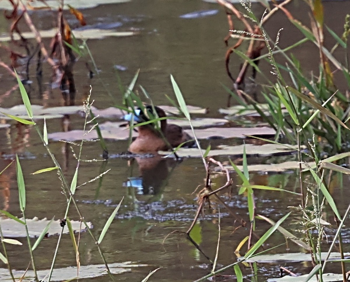 Masked Duck - ML639955791