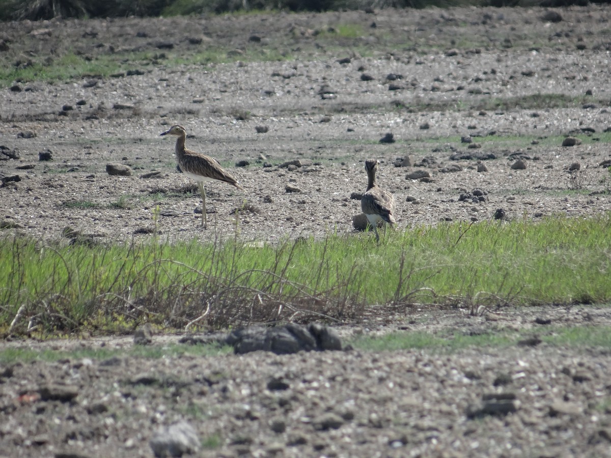Double-striped Thick-knee - ML639955814