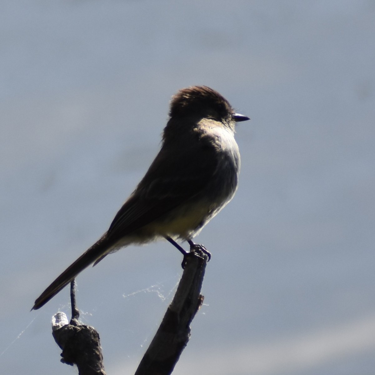 Eastern Phoebe - ML639955820