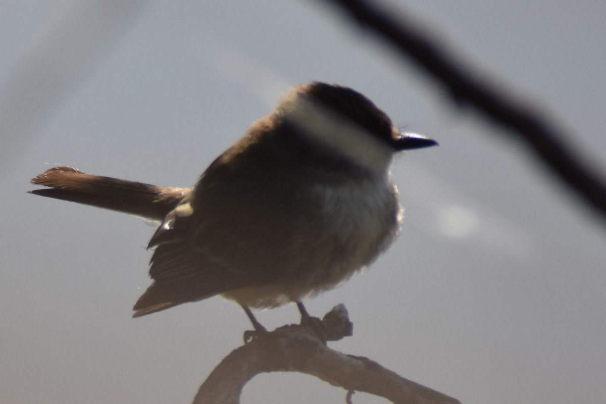 Eastern Phoebe - ML639955821