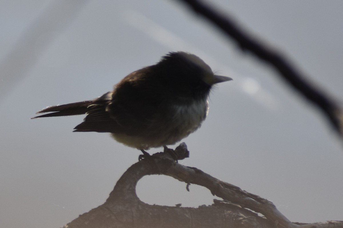 Eastern Phoebe - ML639955822