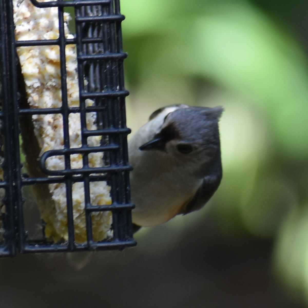 Tufted Titmouse - ML639955829