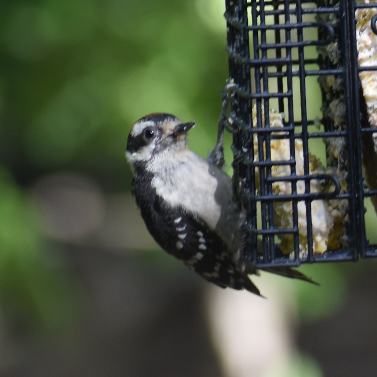 Downy Woodpecker - ML639955830