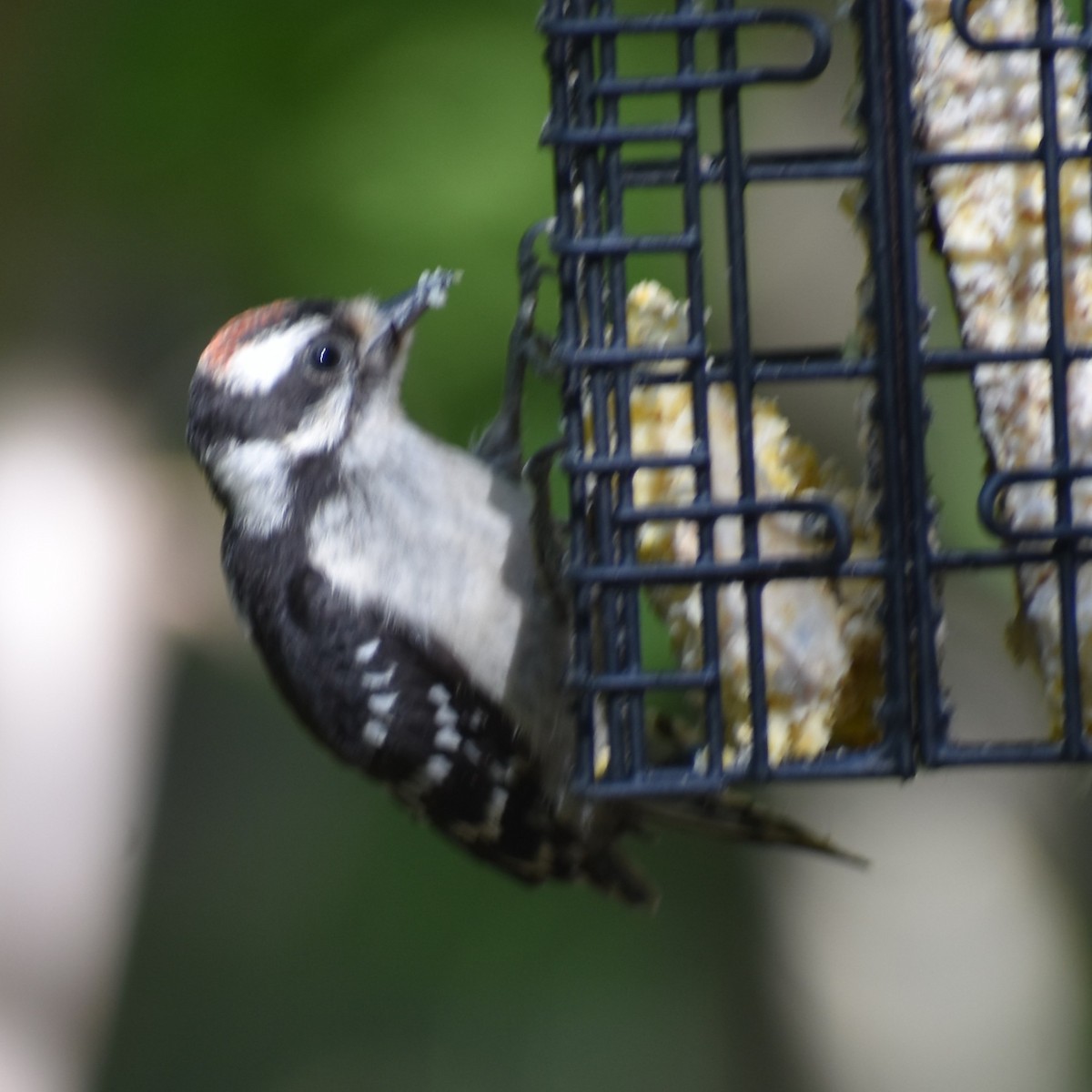 Downy Woodpecker - ML639955831