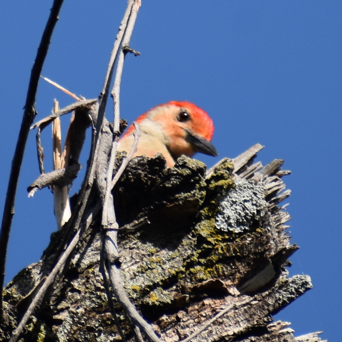 Red-bellied Woodpecker - ML639955837