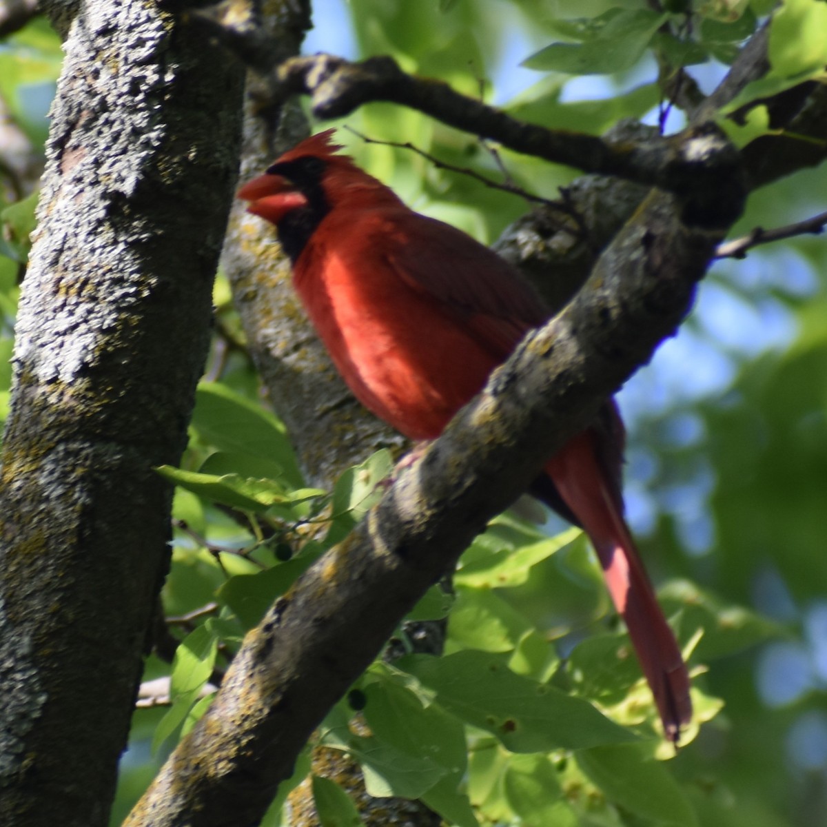 Northern Cardinal - ML639955843