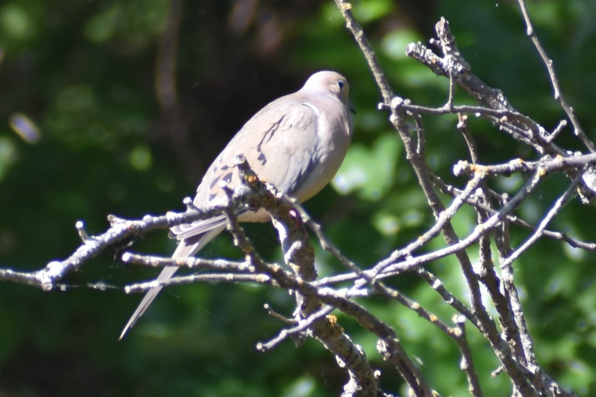 Mourning Dove - ML639955846