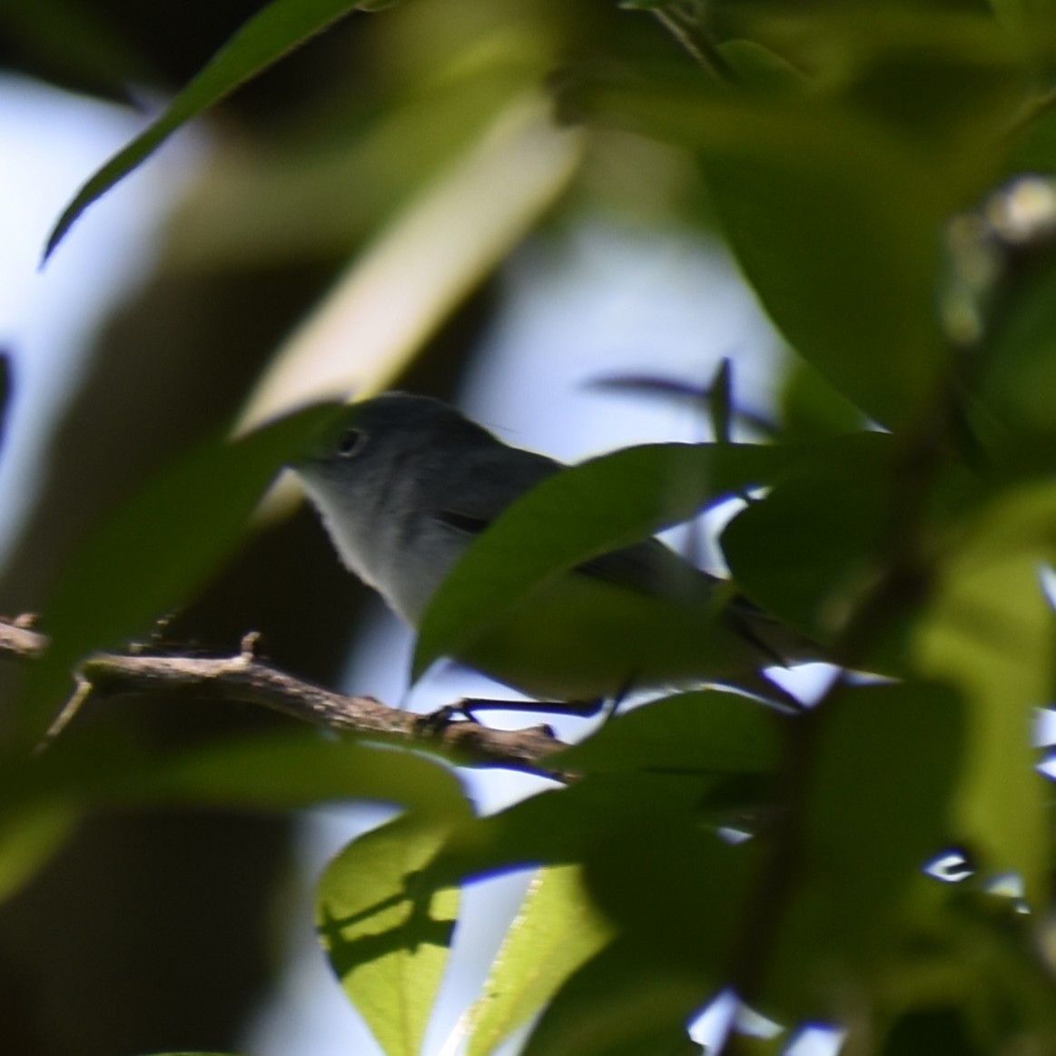 Blue-gray Gnatcatcher - ML639955855