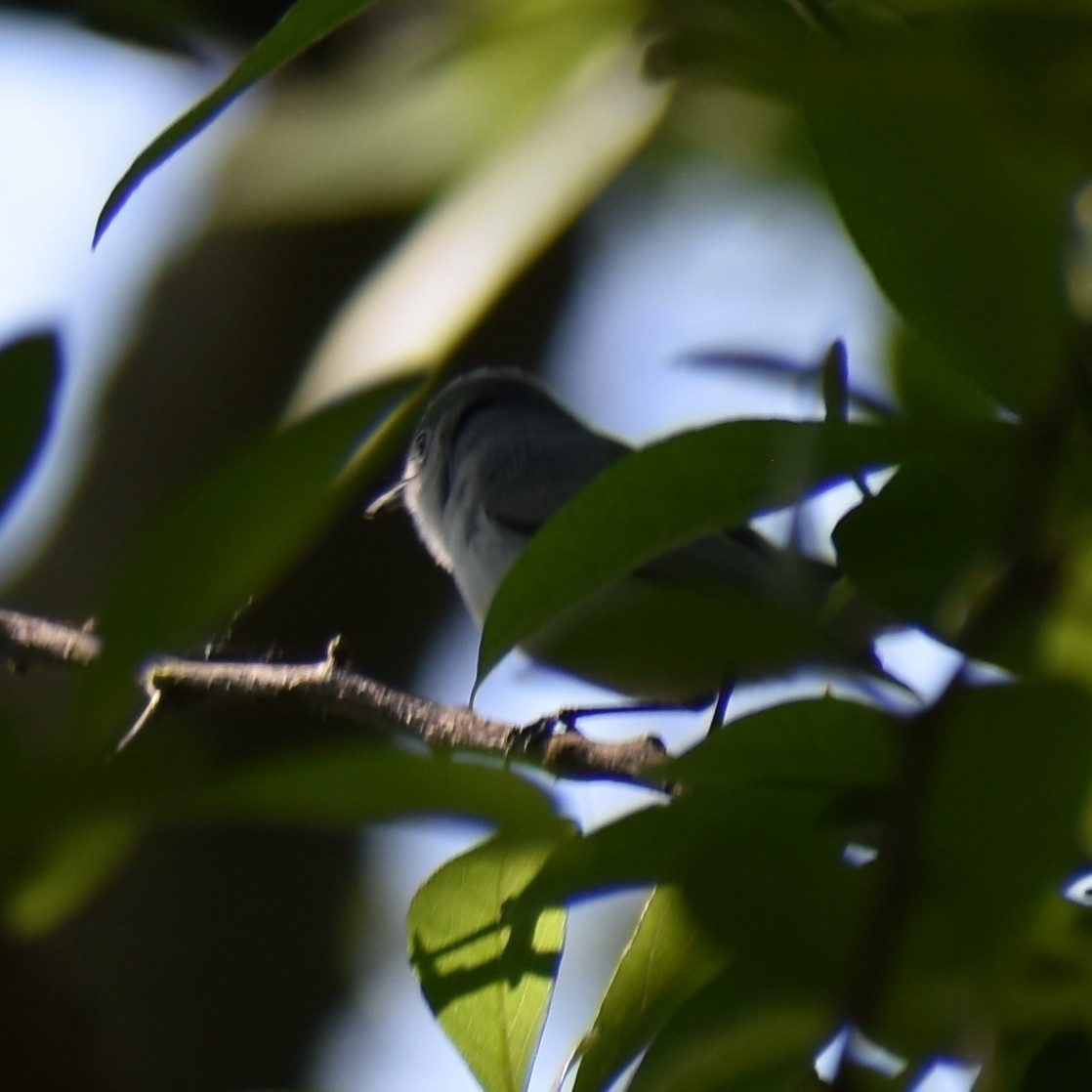 Blue-gray Gnatcatcher - ML639955856