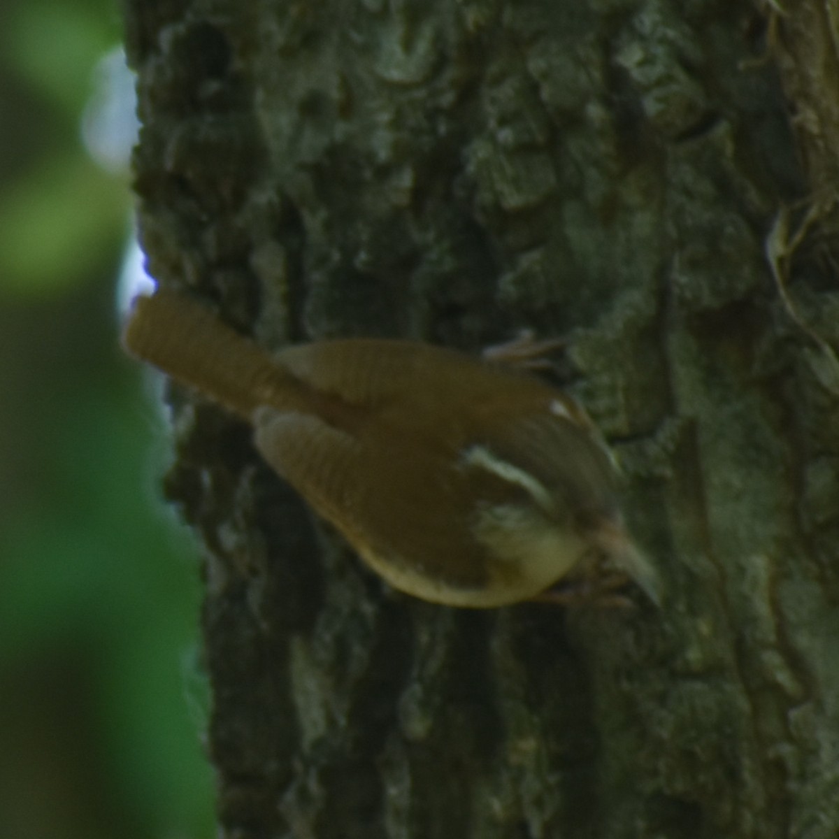 Carolina Wren - ML639955863
