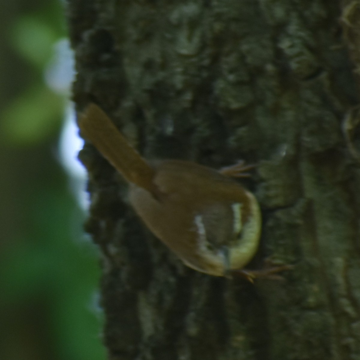 Carolina Wren - ML639955864