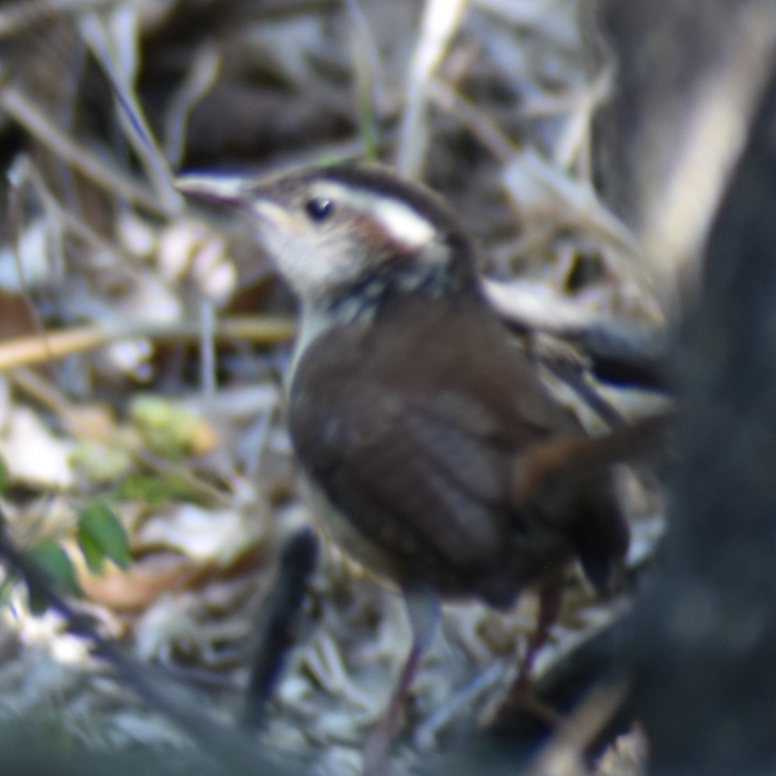 Carolina Wren - ML639955865