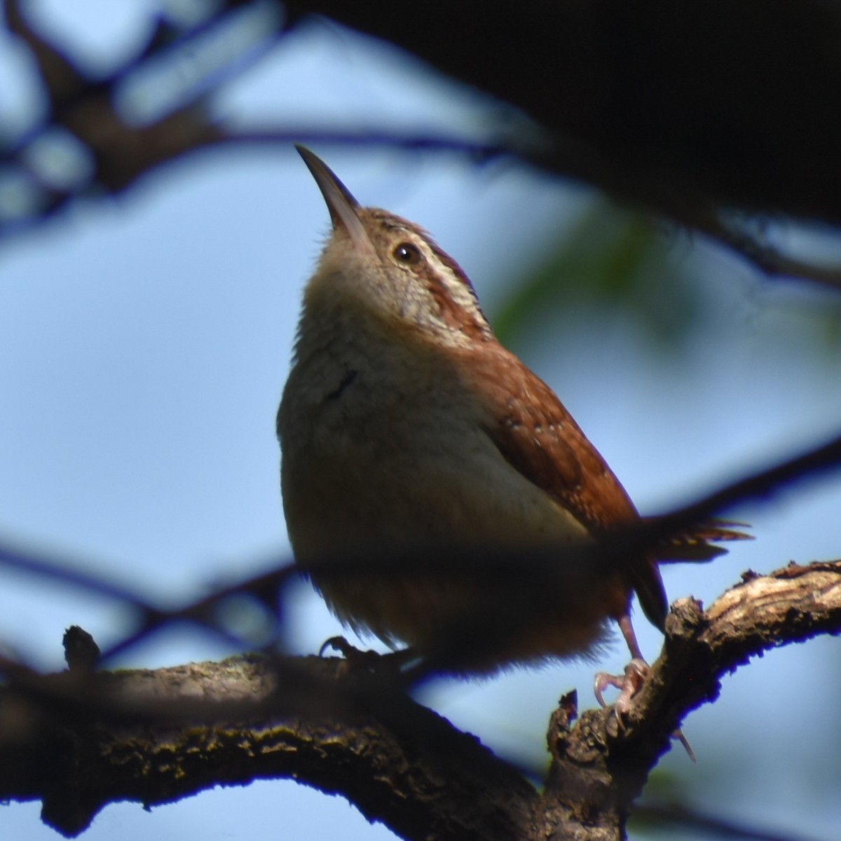 Carolina Wren - ML639955866