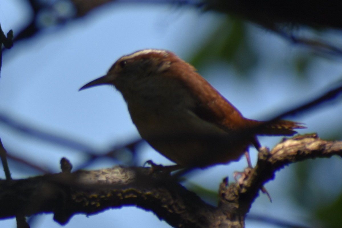Carolina Wren - ML639955867