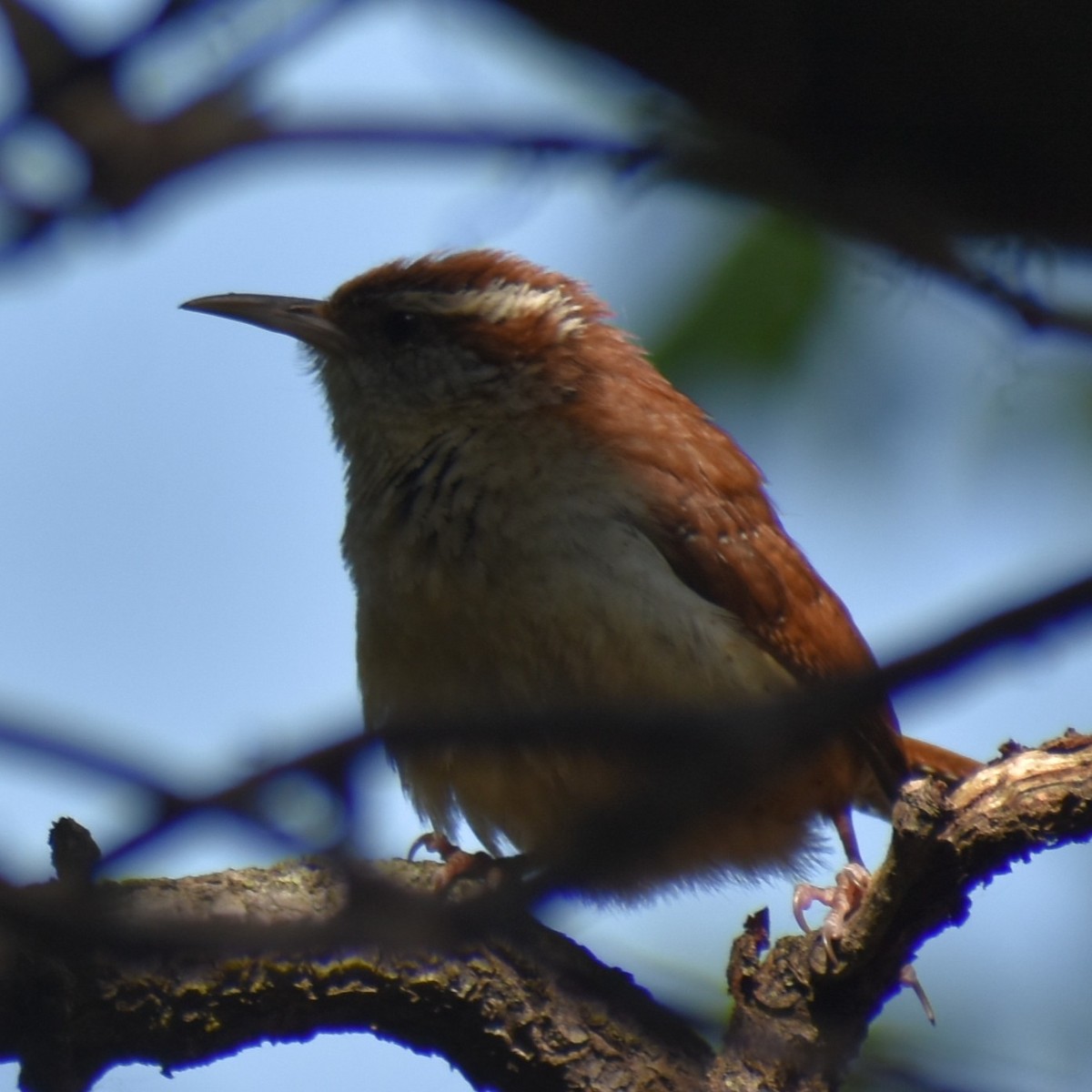 Carolina Wren - ML639955868