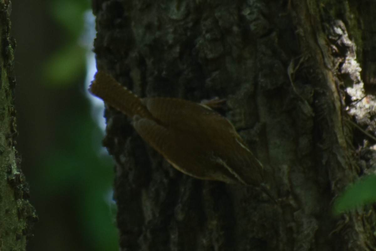 Carolina Wren - ML639955869