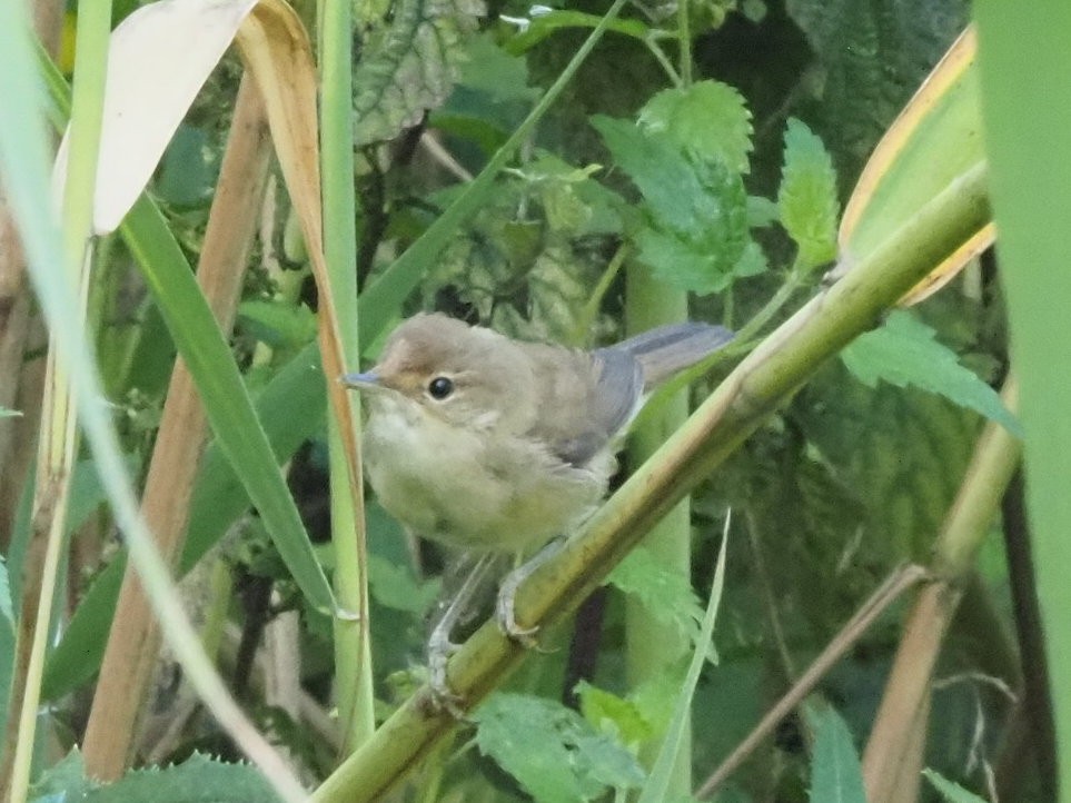 Common Chiffchaff - ML639955875