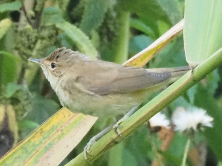 Common Chiffchaff - ML639955876