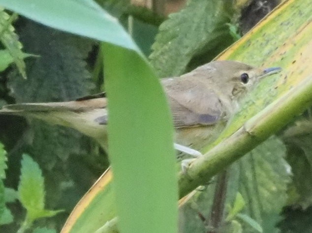 Common Chiffchaff - ML639955877