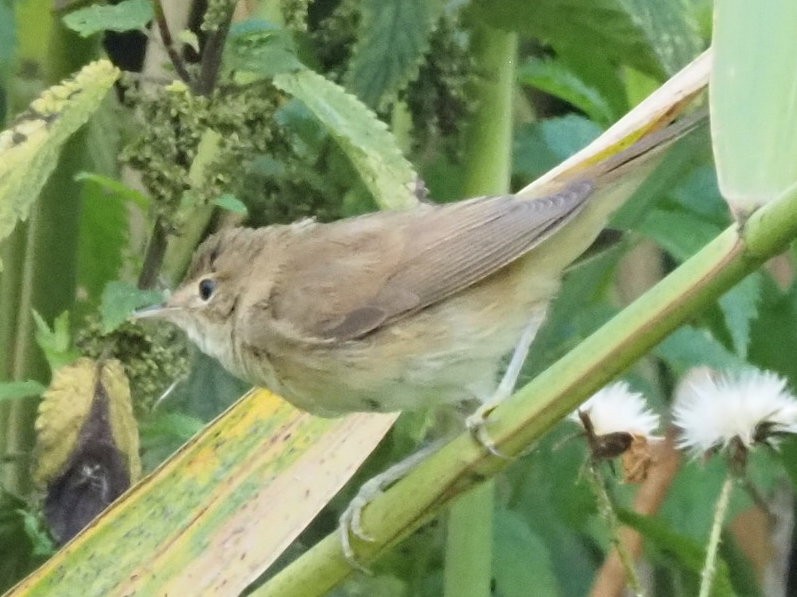 Common Chiffchaff - ML639955878