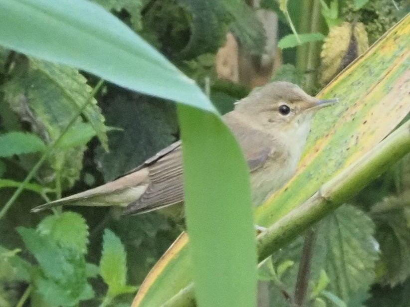 Common Chiffchaff - ML639955879