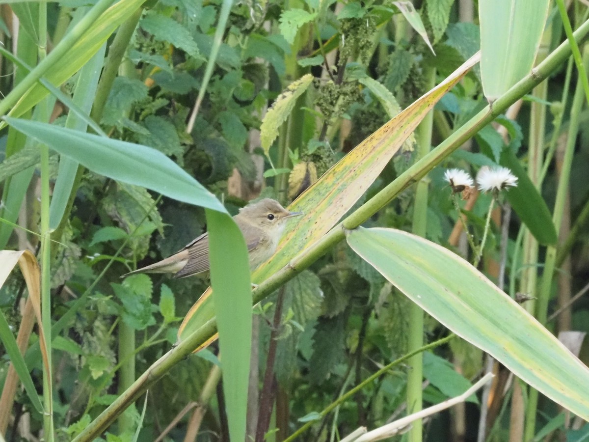 Common Chiffchaff - ML639955880