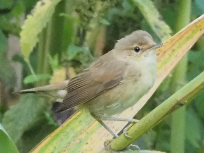 Common Chiffchaff - ML639955883