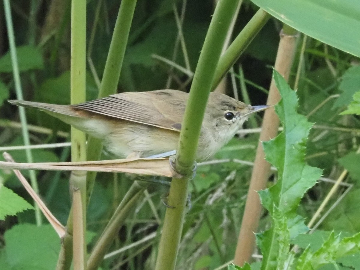 Common Chiffchaff - ML639955884